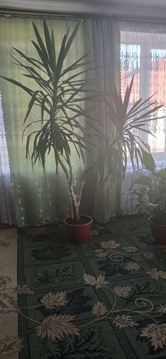 Продам гарний вазон ЮКА