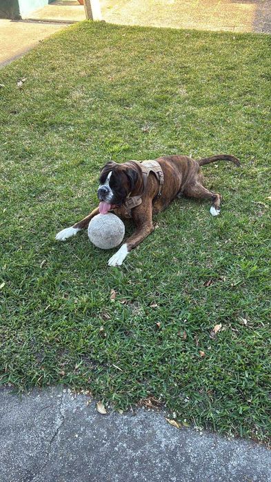 Boxer Acasalar LOP (apenas quero um dos cães)