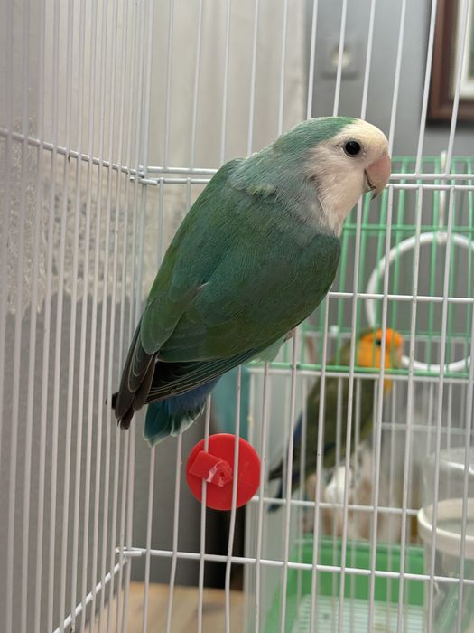 Agaporni Roseicollis Lonfeather Macho