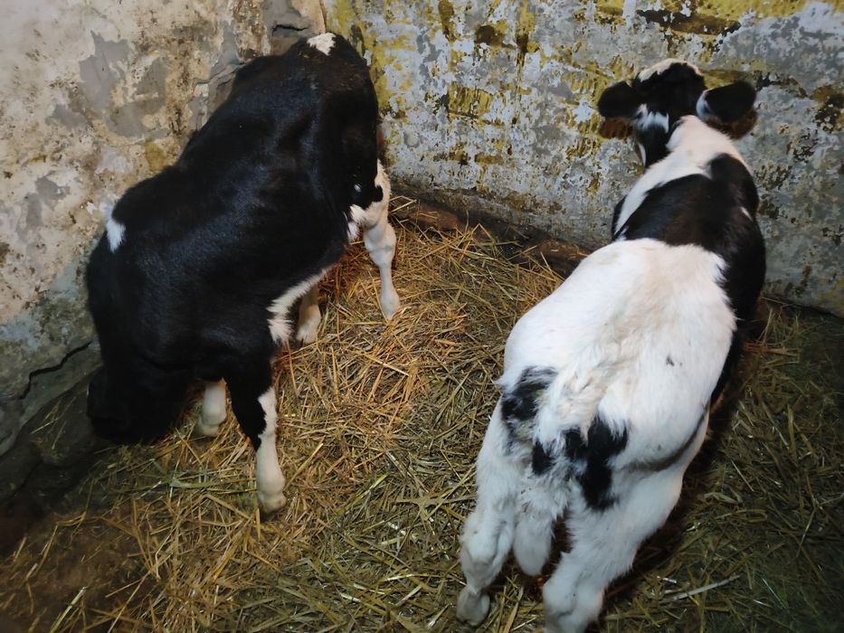 Sprzedam 2 jaloweczki