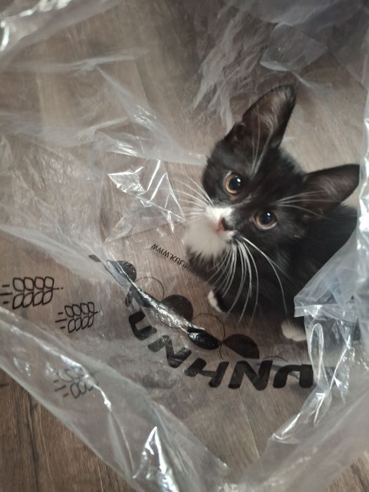 Котята в любящую семью   Харьков