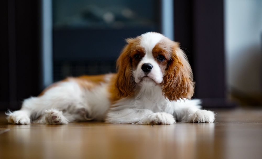 Cavalier King Charles Spaniel