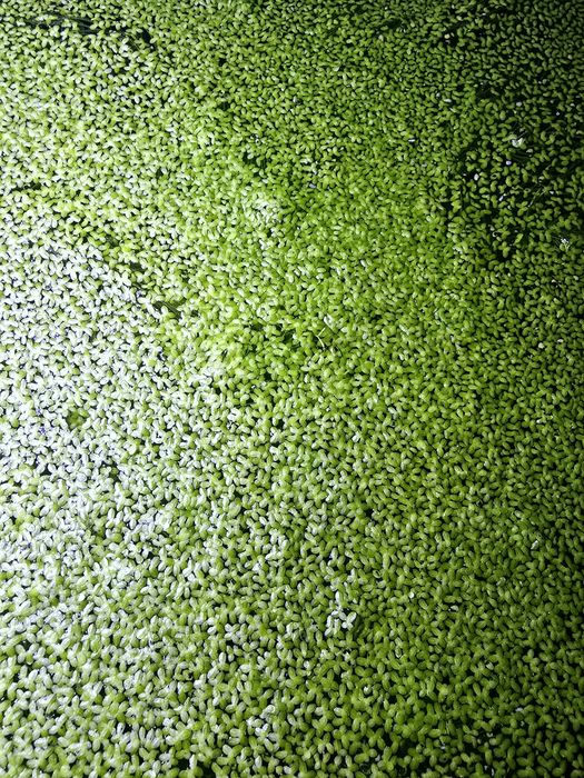 Rzęsa wodna roślina