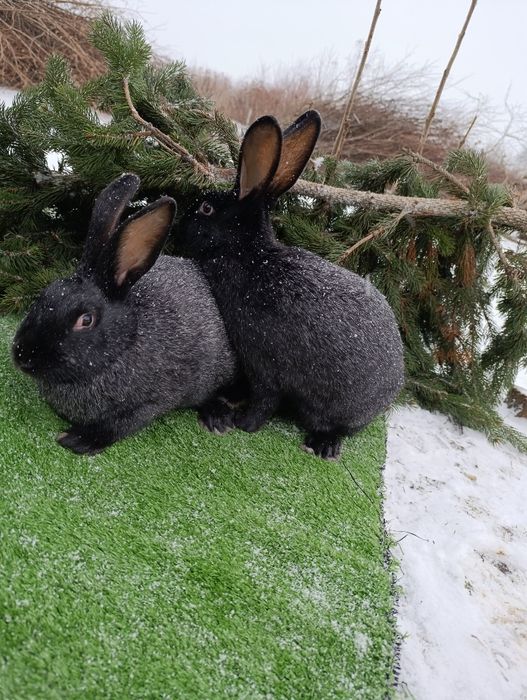 Кролі породи Полтавське срібло