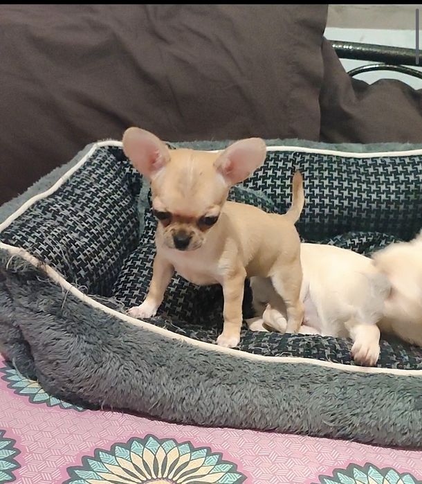 Супер мини чихуахуа, кобби