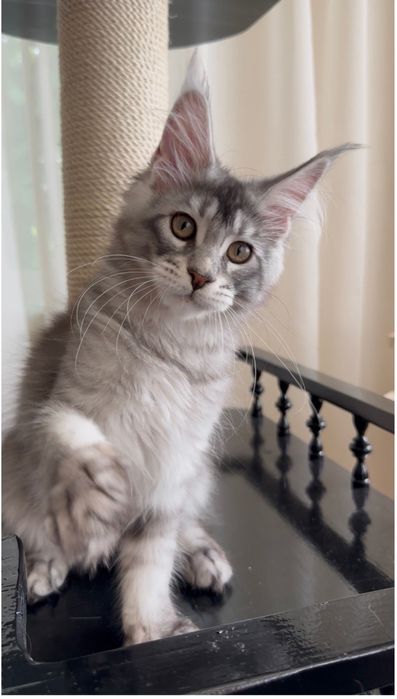 Кошенята мейн кун хлопчики і дівчатка