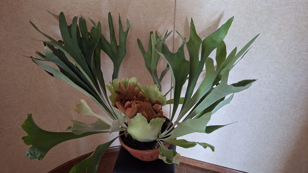 Папороть. Домашня рослина.