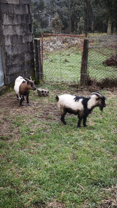 Chibo Anão a Cobrir Bem