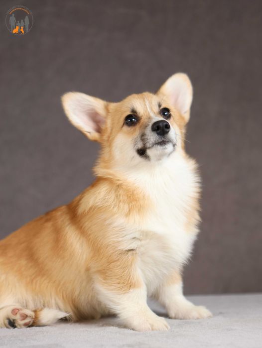 Welsh Corgi Pembroke ZKwP FCI suczka po Championie