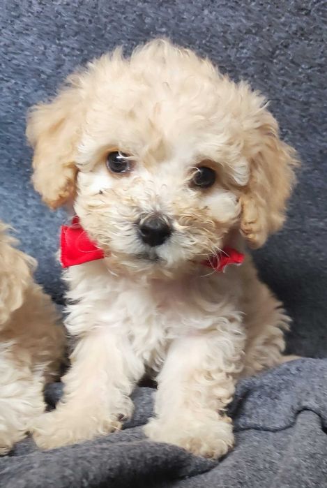 szczeniak pudla miniaturowego. Białe.