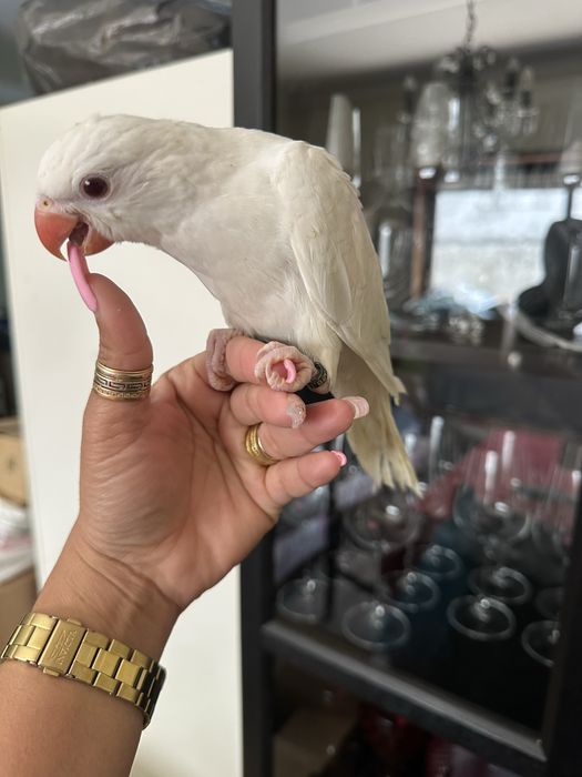 Ring Neck Domesticado
