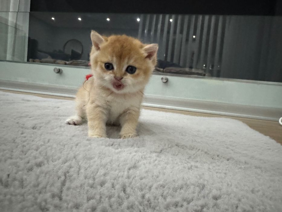 Gatinha British Shorthair Golden