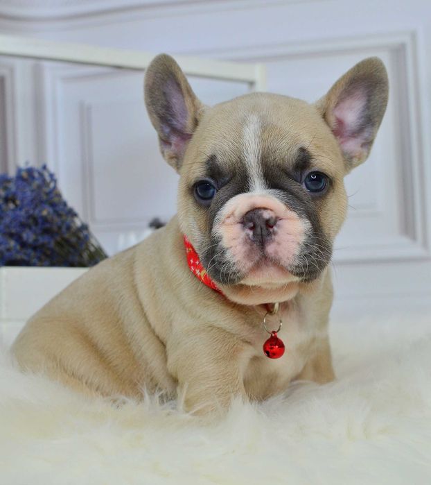 Чарівні малюки у пошуках люблячих родин!