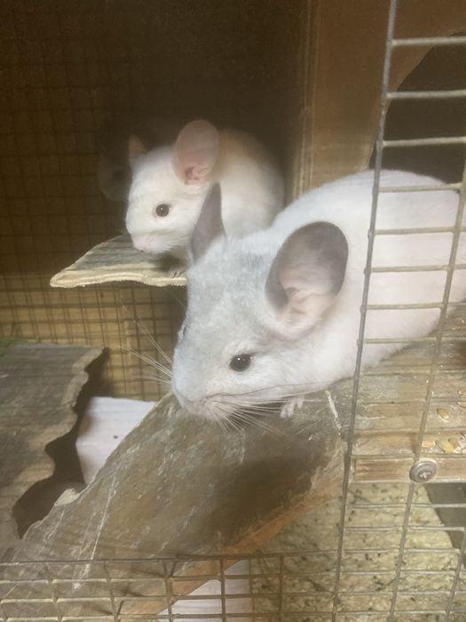 Домашні улюбленці-гризуни