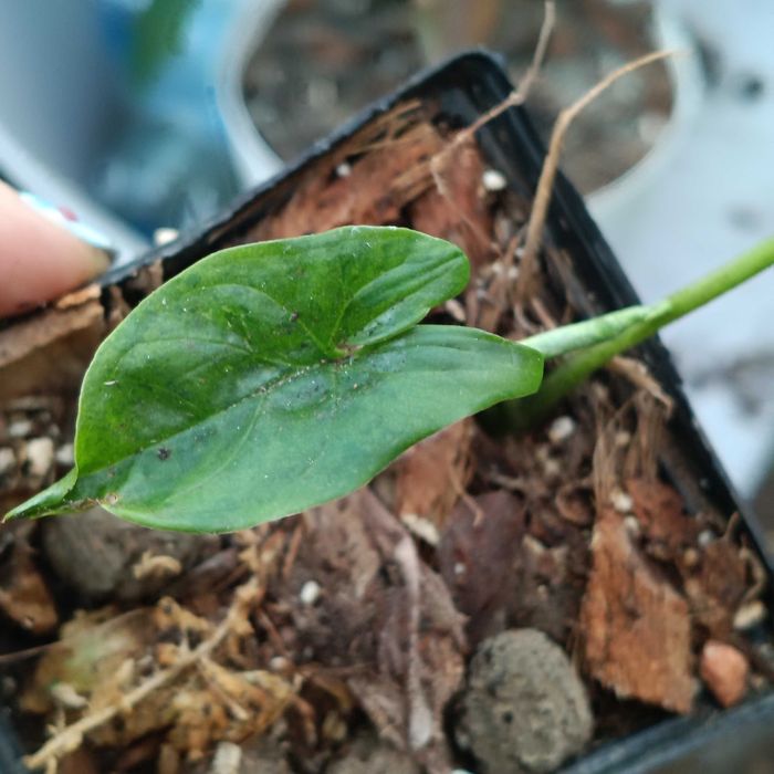 syngonum  mojito