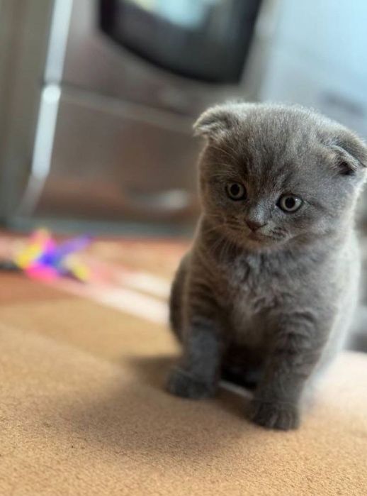 Шотландський гарний хлопчик