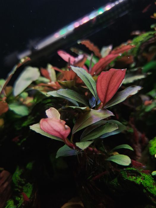 Bucephalandry piękne rosliny z BORNEO.