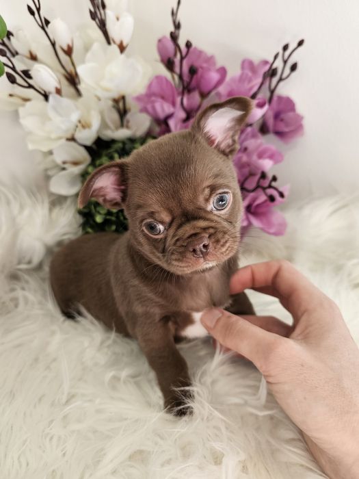 Chihuahua piesek czekoladowy