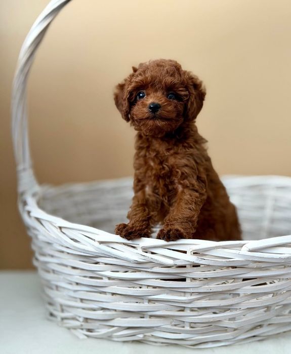 Хлопчик той пудель Ред.     браун