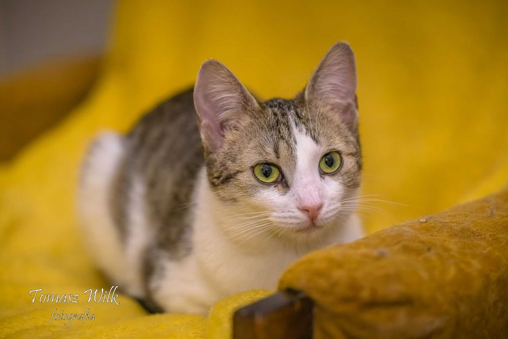 Karinka szuka domu !