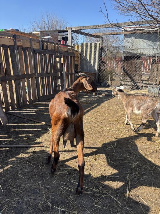 Англо- Нубійська коза