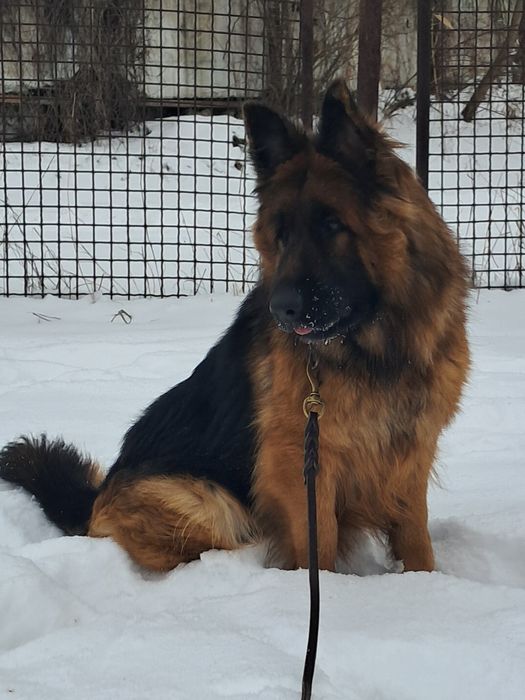 Подрощенная сука