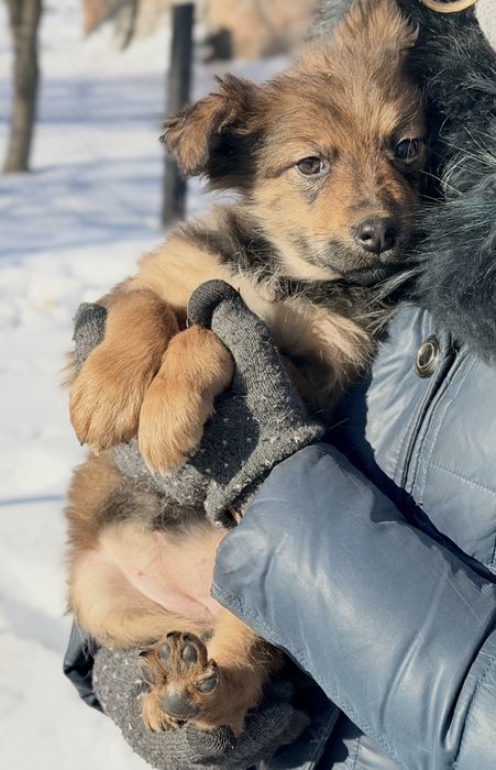 Цуценя метис кавказькоі вівчарки. Стерилізація за наш разунок