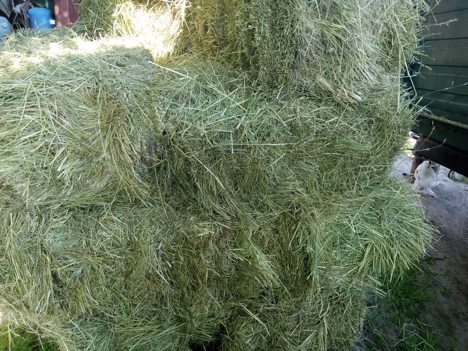Продам сіно сено