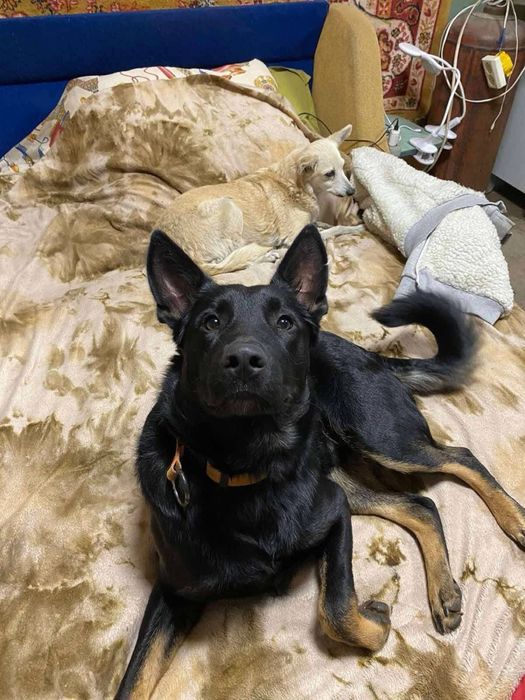 Метис вівчарки Джонні в добрі руки!