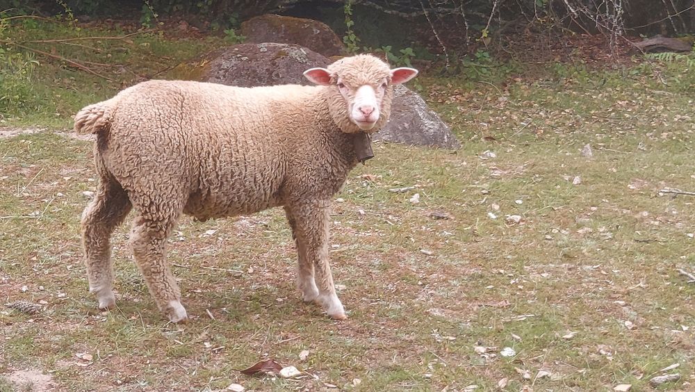 Borrego com 5 meses