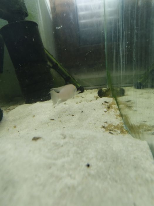 Neolamprologus calliurus