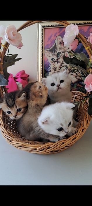 Кошенята, найкращий вибір! Британські котята, срібна та золота шиншила!