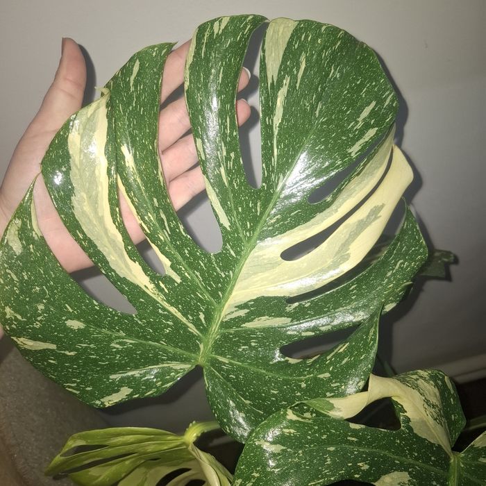 Монстера Тайське сузір'я
