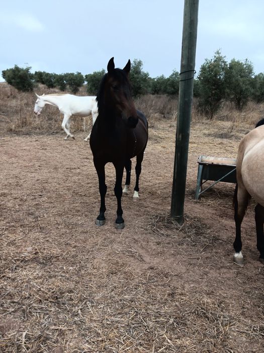 Poldra cruzada 3 anos