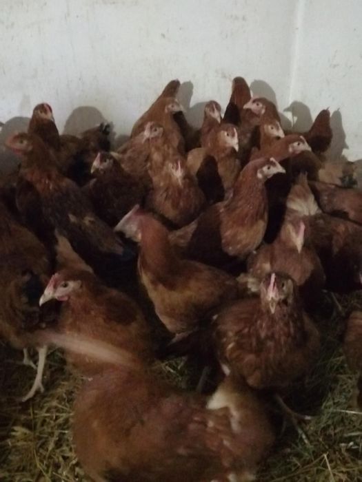 Sprzedam kury nioski rossy młode 19 tygodni