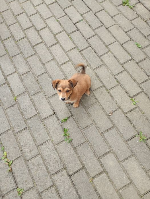 Oddam pieska w dobre ręce