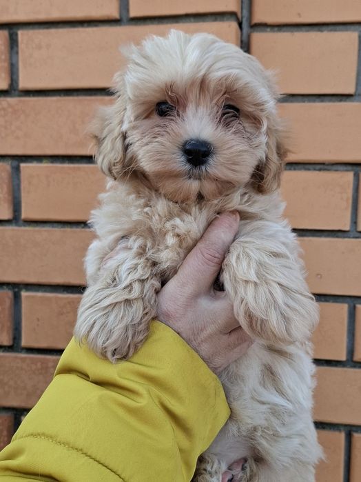 Мальтипу.Весёлый озорной мальчуган.