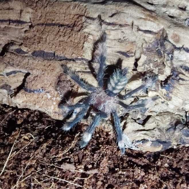Młode ptaszniki lista, Psalmopoeus, mira, gigas, violaceopes, maculata, auratus, poe, seemani, murinus