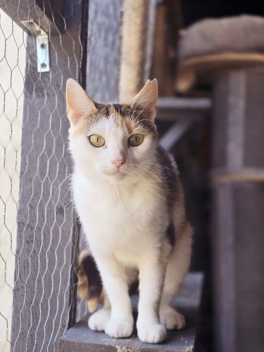 Podaruj dom Fancie przed zimą!