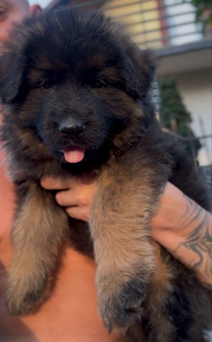 Szczeniak rasy owczarek niemiecki