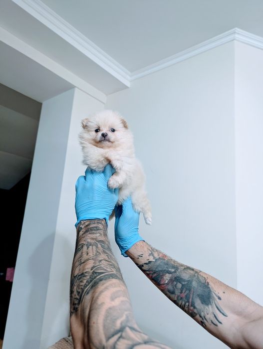 Крихітки готові до переїзду