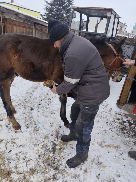 Rezerwacja Ogierek gniady sprzedam