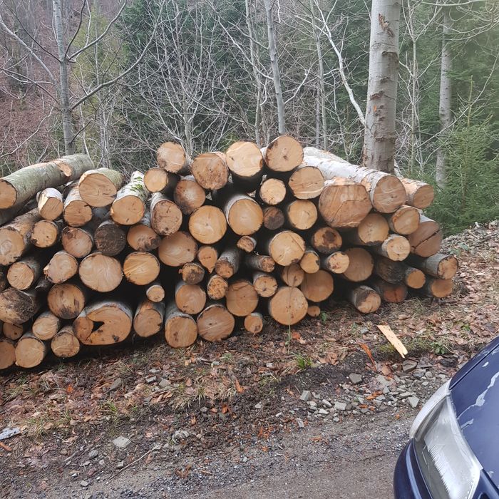 Sprzedam buka brzoza jawor  do kominka  pieca