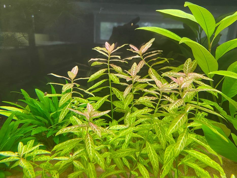Hygrophila Polysperma