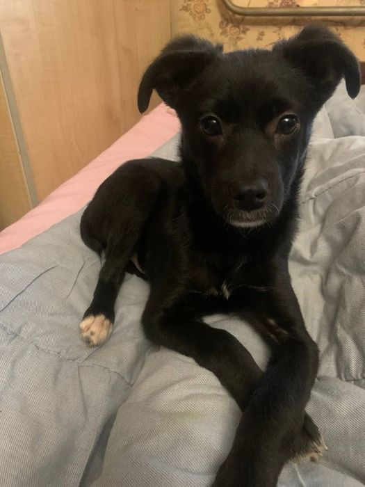 Цуценятко хлопчик шукає домівку, буде невеликий