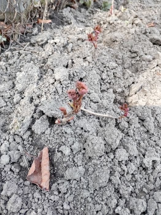 Продам саджанці деревовидного піона