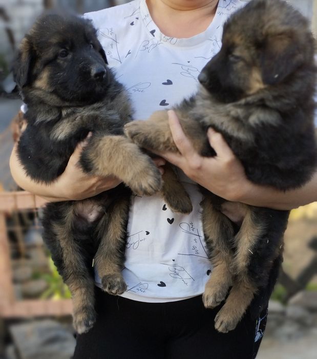 Щенки нем. Овчарки