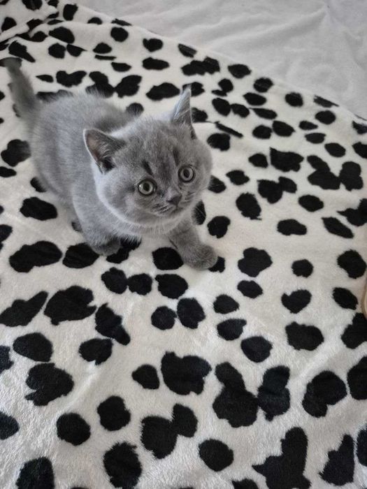 Gatinho "Scotish Straight"