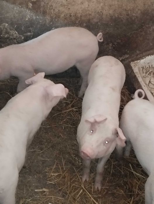 Sprzedam prosięta mięsne