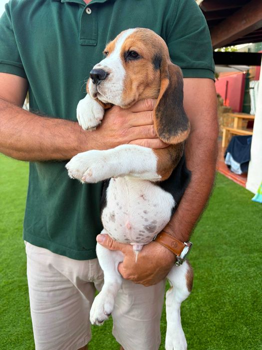 Beagle macho para venda